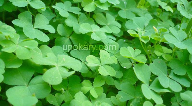 Oxalis corniculata