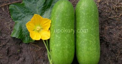 healthy waxgourd