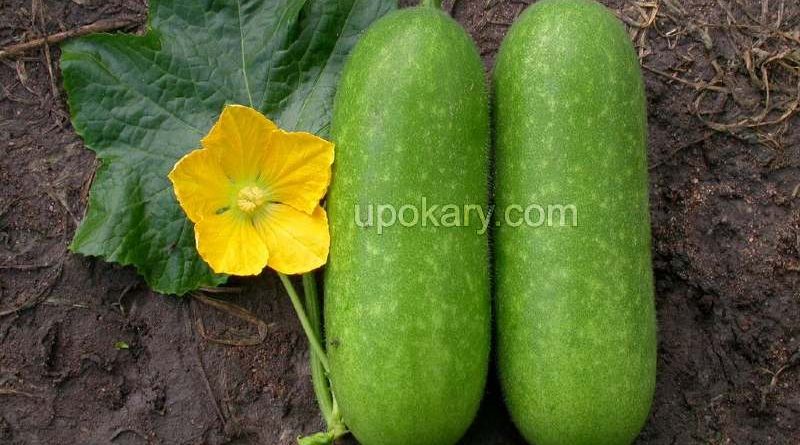 healthy waxgourd