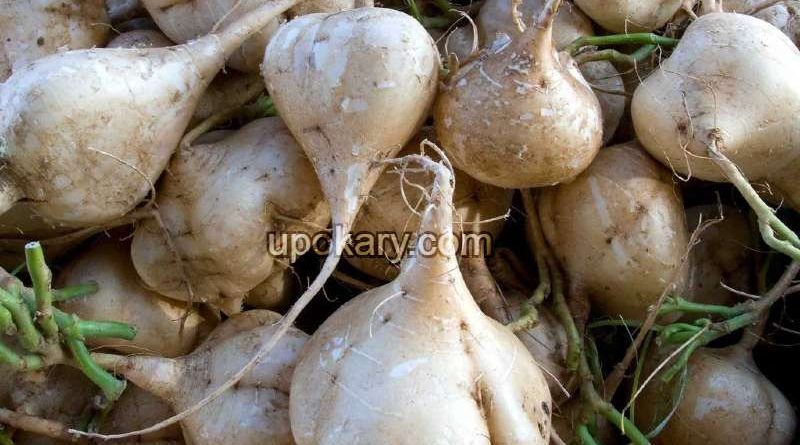jicama