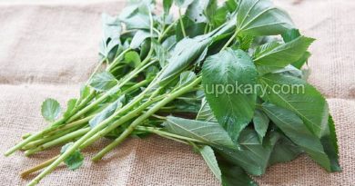 jute leaves vegetables