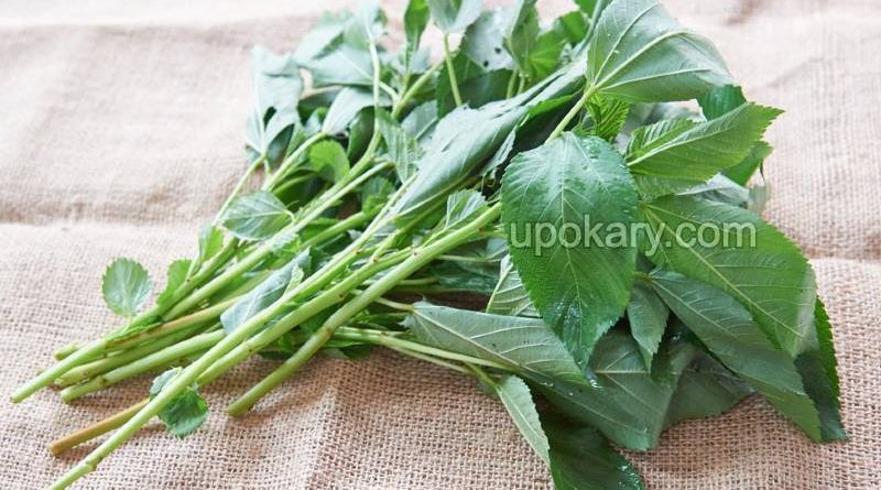 jute leaves vegetables