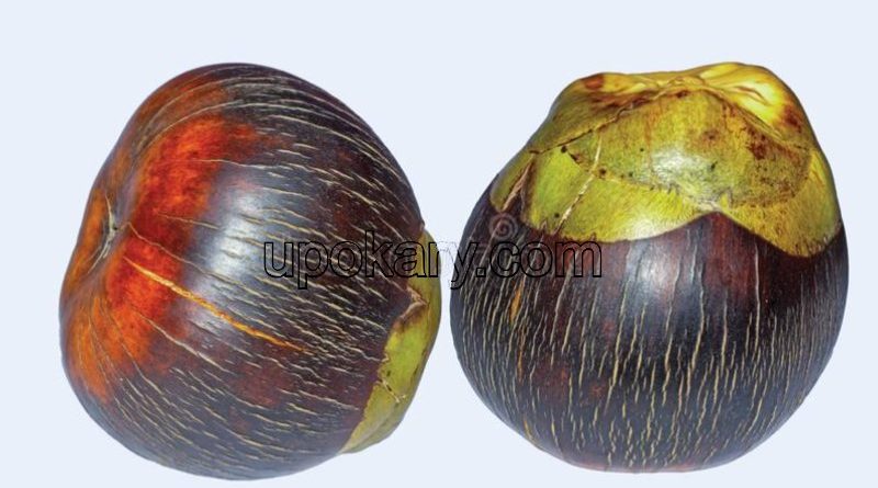 palm fruit
