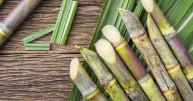 sugarcane