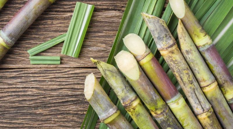 sugarcane