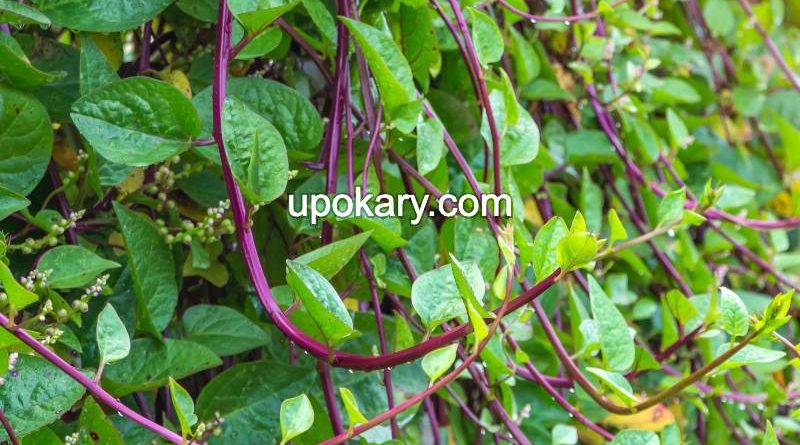 vegeable malabar spinach