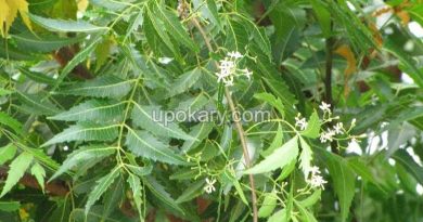 neem-tree
