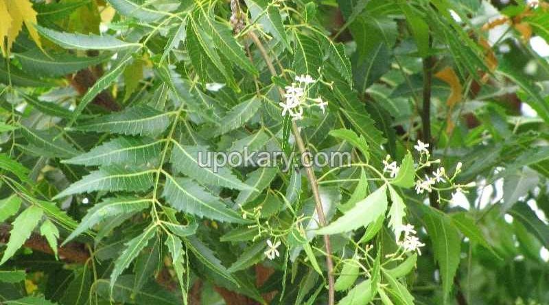 neem-tree