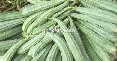 vegetable ridge gourd