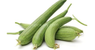 sponge gourd