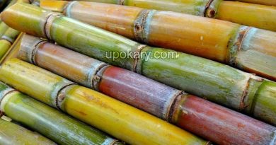 sugarcane
