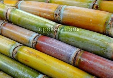sugarcane