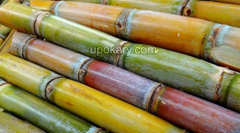 sugarcane