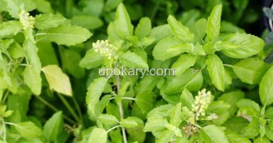 tulsi-pata