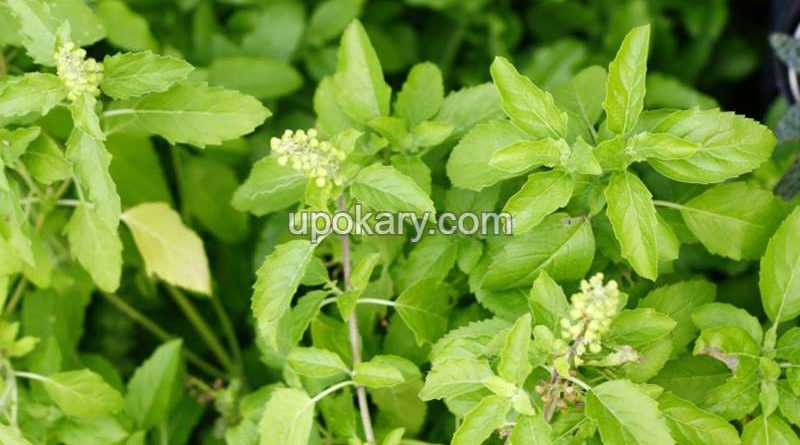 tulsi-pata