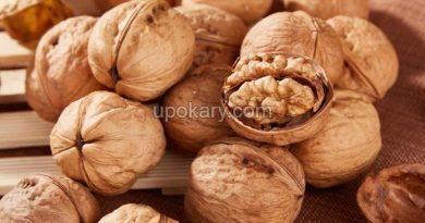 walnut