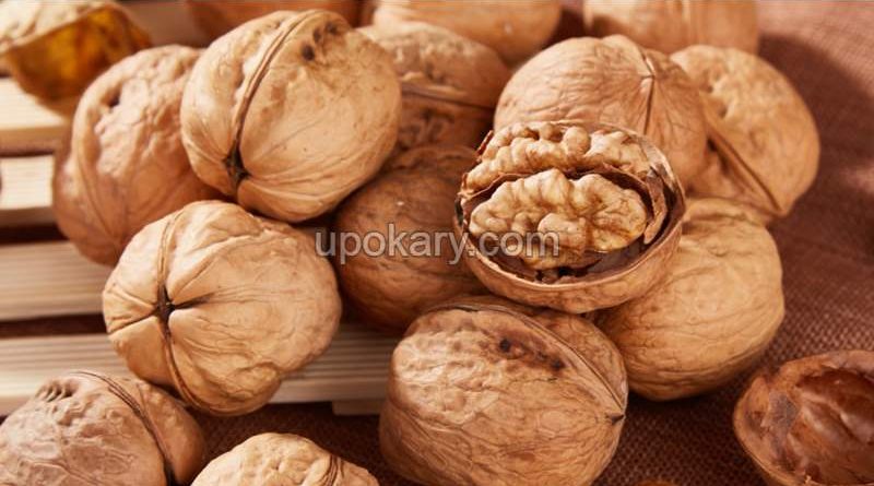 walnut