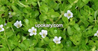 bacopa monnieri