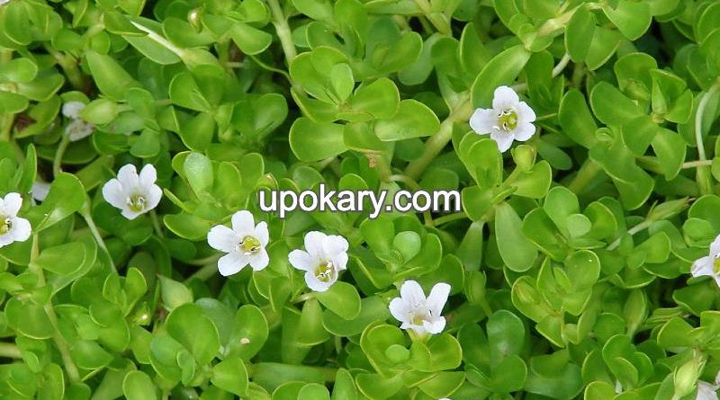 bacopa monnieri