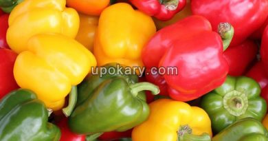 Capsicum