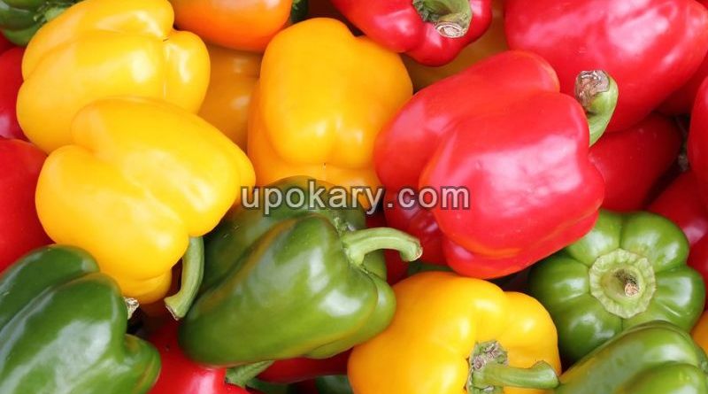 Capsicum
