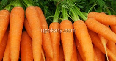 carrot-1