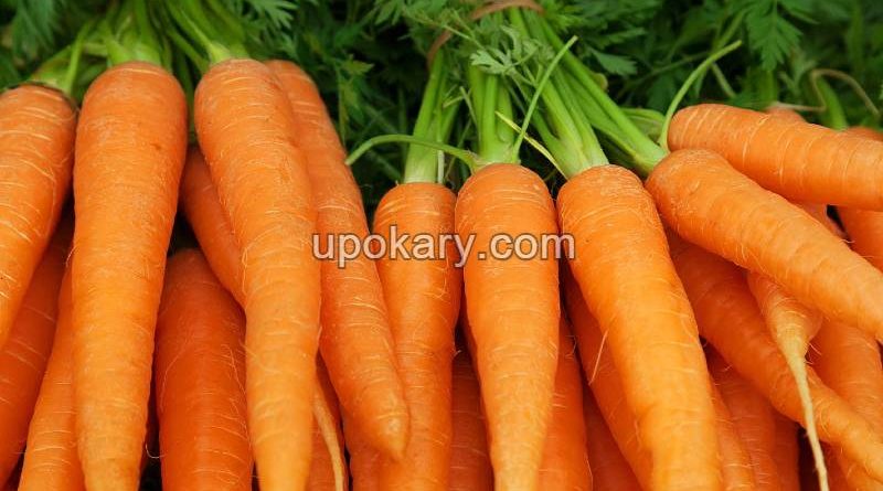 carrot-1