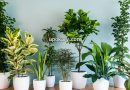 Indoor Plants
