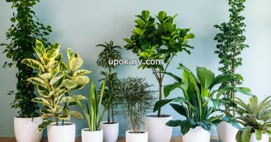 Indoor Plants