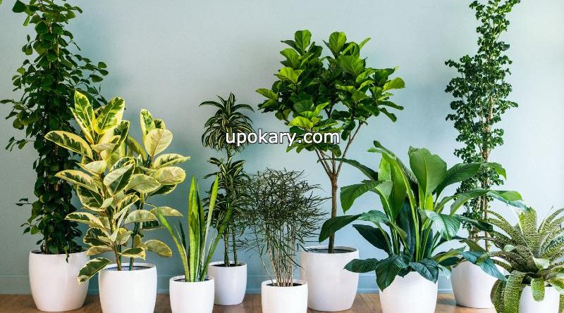 Indoor Plants