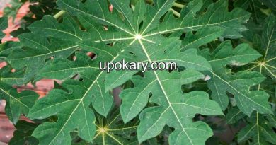 papaya leaf