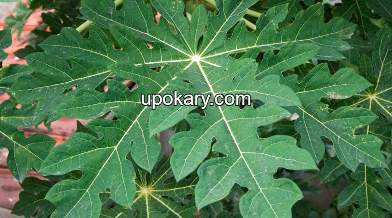papaya leaf