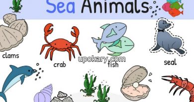 sea animals