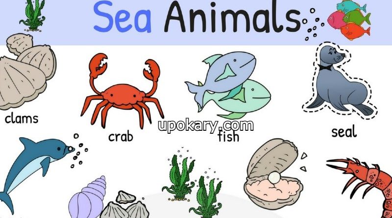 sea animals