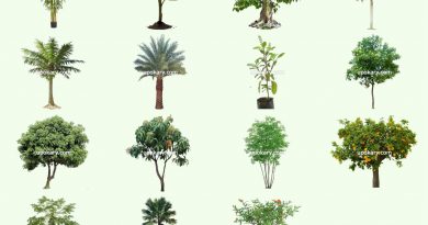 Tree names