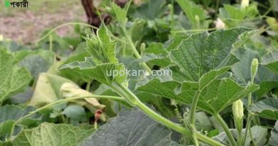 lausak health benefits