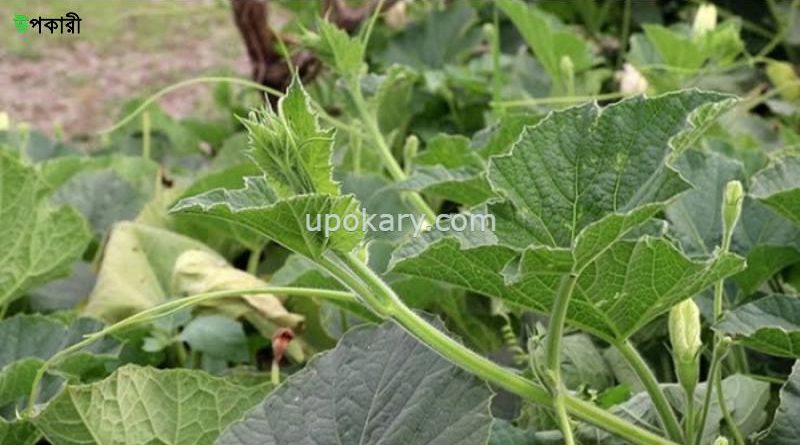 lausak health benefits