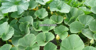 pumpkinleaves