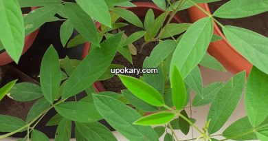 Tuur_plant_(Pigeon_pea)leaves