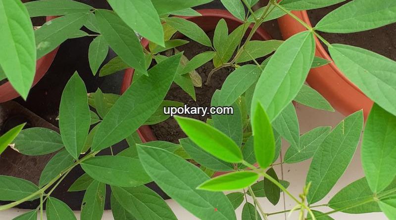 Tuur_plant_(Pigeon_pea)leaves