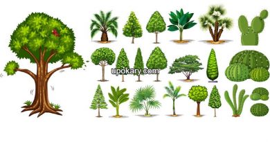 different types trees