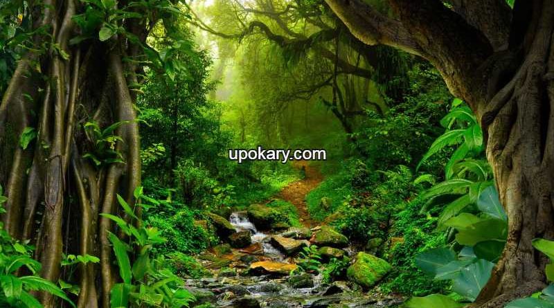 Amazon Rain Forest