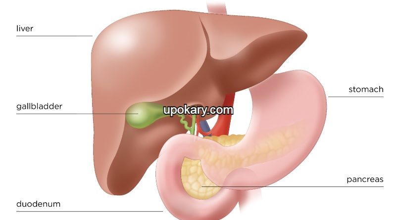 Pancreas Nearby Organs
