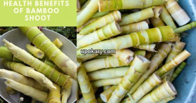 bambooshoot