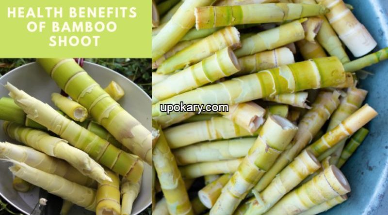 bambooshoot