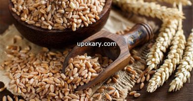 Barley Nutrition
