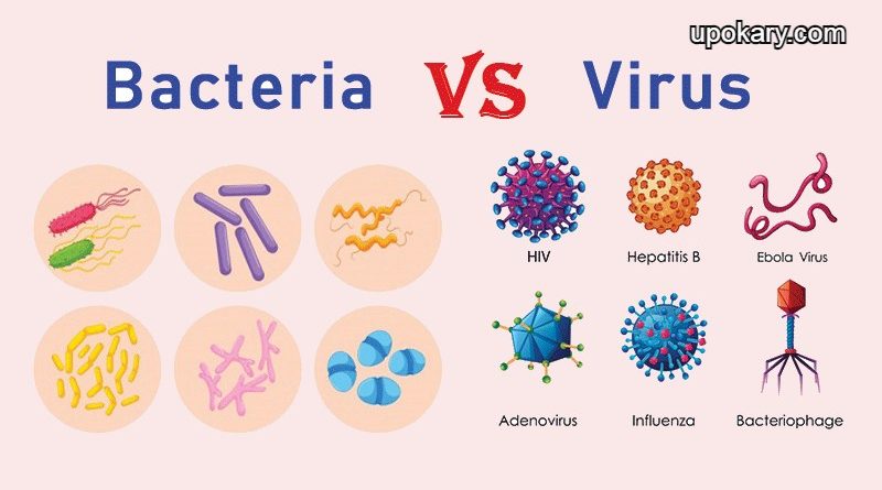 Viruses and bacteria