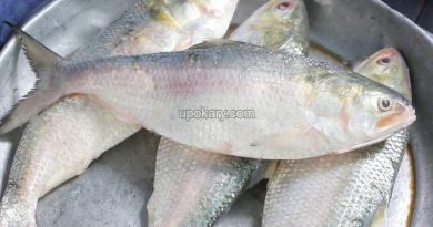 Hilsa-fish-eggs