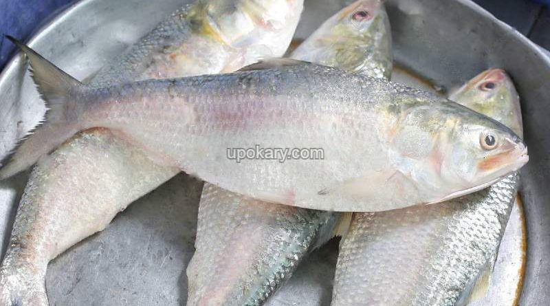 Hilsa-fish-eggs