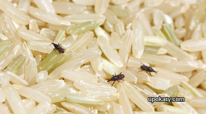Rice bugs